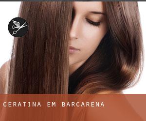 Ceratina em Barcarena Ceratina em Barcarena