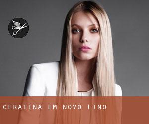 Ceratina em Novo Lino Ceratina em Novo Lino